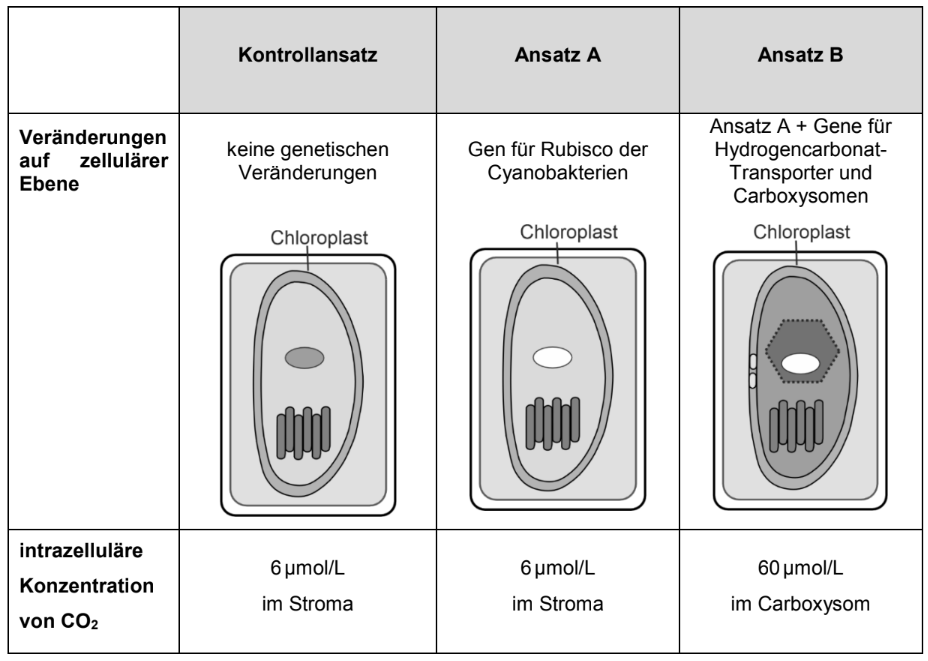 Tabelle mit drei Chloroplast-Skizzen: Kontrolle, Ansatz A (Cyanobakterien-Rubisco), Ansatz B (Rubisco + Carboxysom/Transporter).